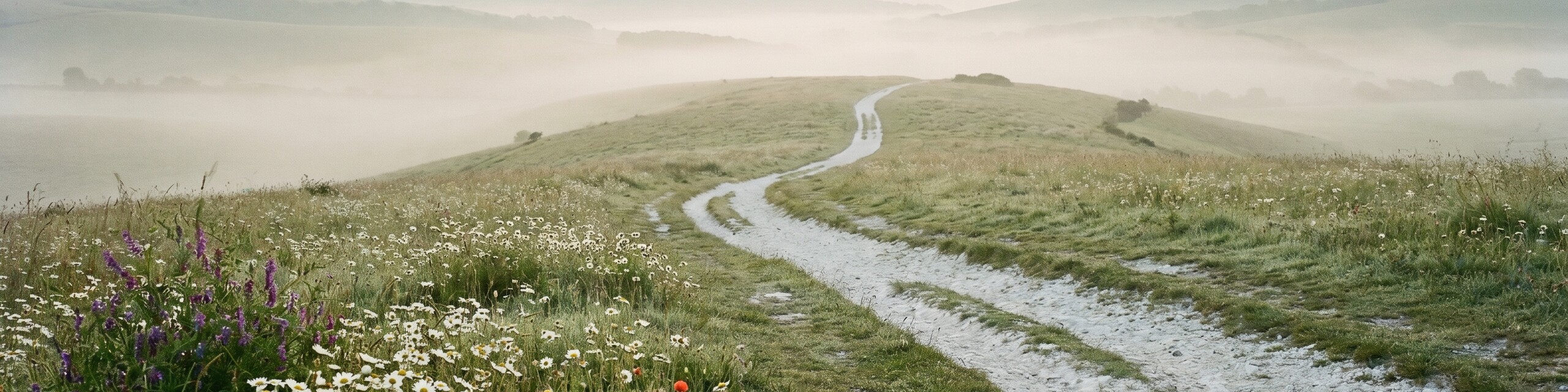 south-downs-chalk-path-banner We're now Green Small Business Certified - what it means for our clients